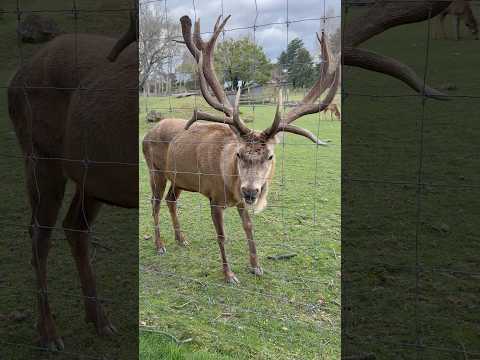 I almost lost my hand to a stag 🦌⚠️