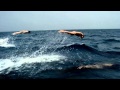 Johnnie Walker Fish 2003 UK