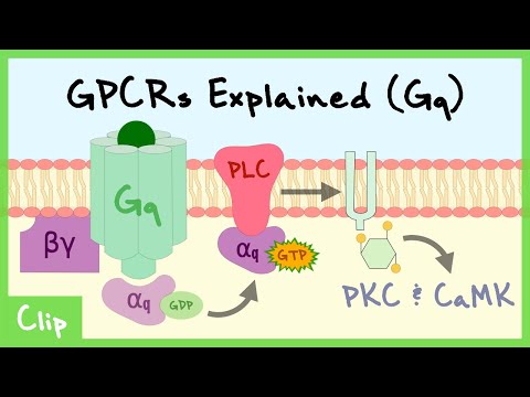 Gq Pathway Of G-Protein-Coupled Receptors Explained | Clip