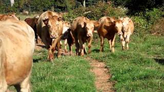 preview picture of video 'blanco et les jeunes vaches allaitantes'