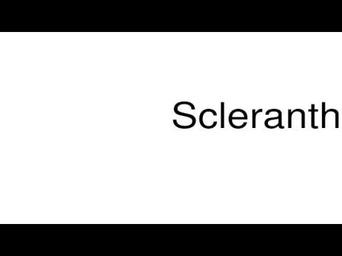 How to pronounce Scleranthus