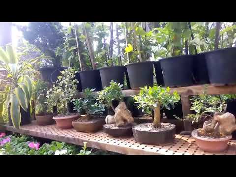 BONSAI  TREE | Bonsai Tree For Sale