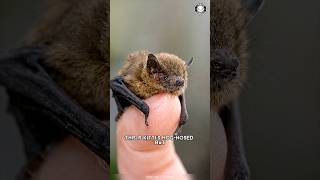 Bumblebee Bat 🦇 The SMALLEST Mammal on Earth!