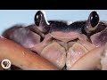 Whack Jab Crack It S A Blackback Land Crab Smackdown Deep Look