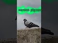 The 3 Levels of chonk #bird #cute #fat #funny #pigeon #fyp #goofy #goofyahh