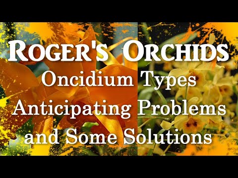 Oncidium Types - Anticipating Problems and Some Solutions