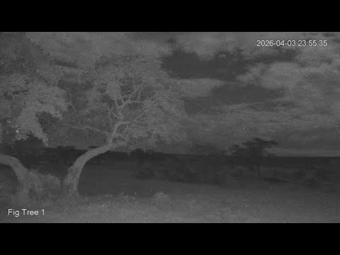 Maasai Mara Wildlife Cams