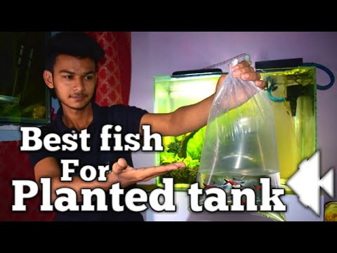 Best fish for planted tank