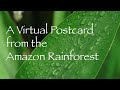 Virtual Postcard From The Amazon Rainforest