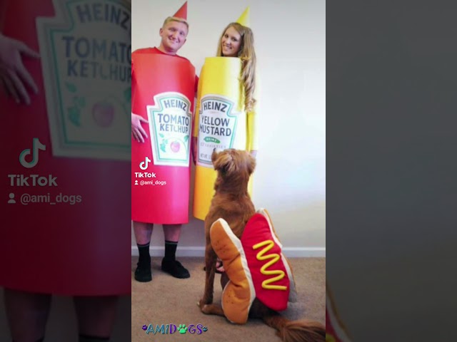 Vídeo relacionado con Disfraz de Halloween para Mascotas, Traje de Hamburguesa para Perros, Ropa Caliente de Cosplay para Cachorros, Vestimenta para Fiestas