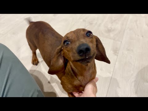 Mini dachshund always wakes up happy!