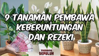 Download lagu 9 Tanaman Pembawa Keberuntungan Dan Rezeki | Dijamin manjur dan dapat mengusir energi negatif....??! mp3