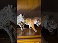 My Safari Ltd animal figurines collection (Part 2)