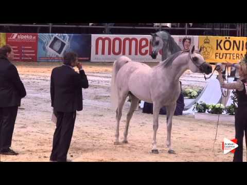 N.90 MARJAN ALBIDAYER - Wels 2015 - Stallions 7-10 years old (Class 13)