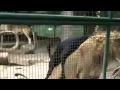 Animal Sex Dog And Lion Funny Sex In Park Video