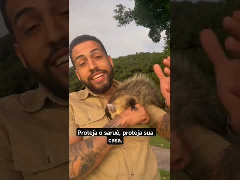 Saruê #brasilia #saopaulo #riodejaneiro #riograndedosul #bahia #minasgerais #bahia #manaus #goiânia