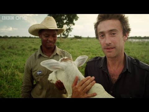 The Brazilian Super Cow - Supersized Earth - Episode 3 - BBC