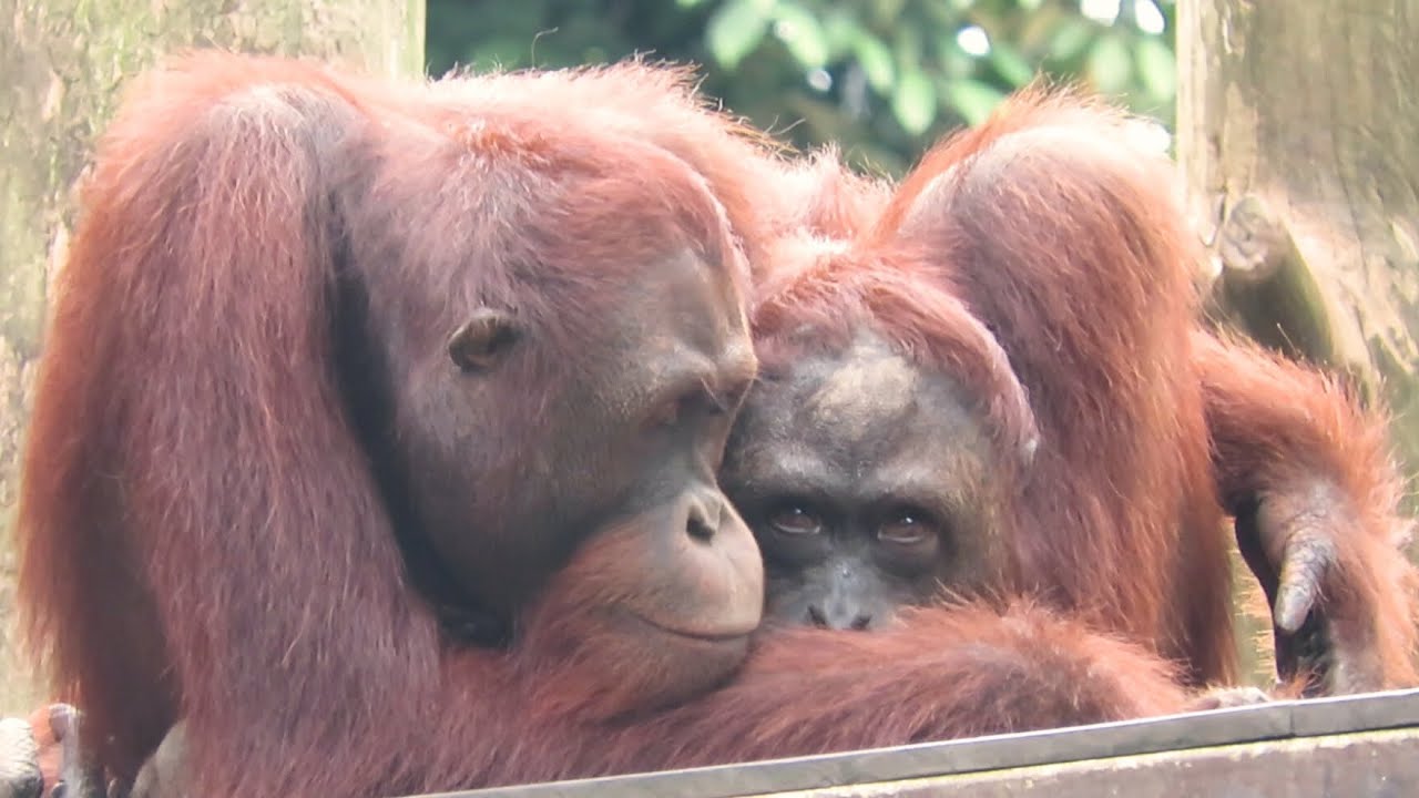 Cuddly Orangutans Having the Coziest Day / 仲良くぴったり寄り添いあうオランウータン
