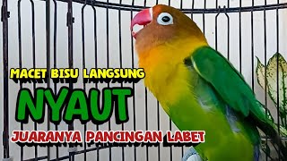 Download lagu Lovebird Gacor Ngekek Panjang JUARANYA Pancingan Lovebird, LB MACET Bisu Seketika Nyaut FIGHTER mp3 Download lagu Lovebird Gacor Ngekek Panjang JUARANYA Pancingan Lovebird, LB MACET Bisu Seketika Nyaut FIGHTER mp3