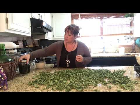 download lagu mp3 mp4 How To Make Verbena Tea, download mp3 How To Make Verbena Tea free download, download mp3 How To Make Verbena Tea