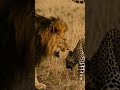No Matter How Strong The Leopard Is It Can T Beat The Lion Wildlife Animals