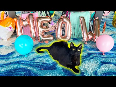 CAT'S FIRST BIRTHDAY PARTY