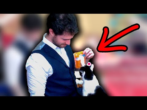 cat has trained the streamer