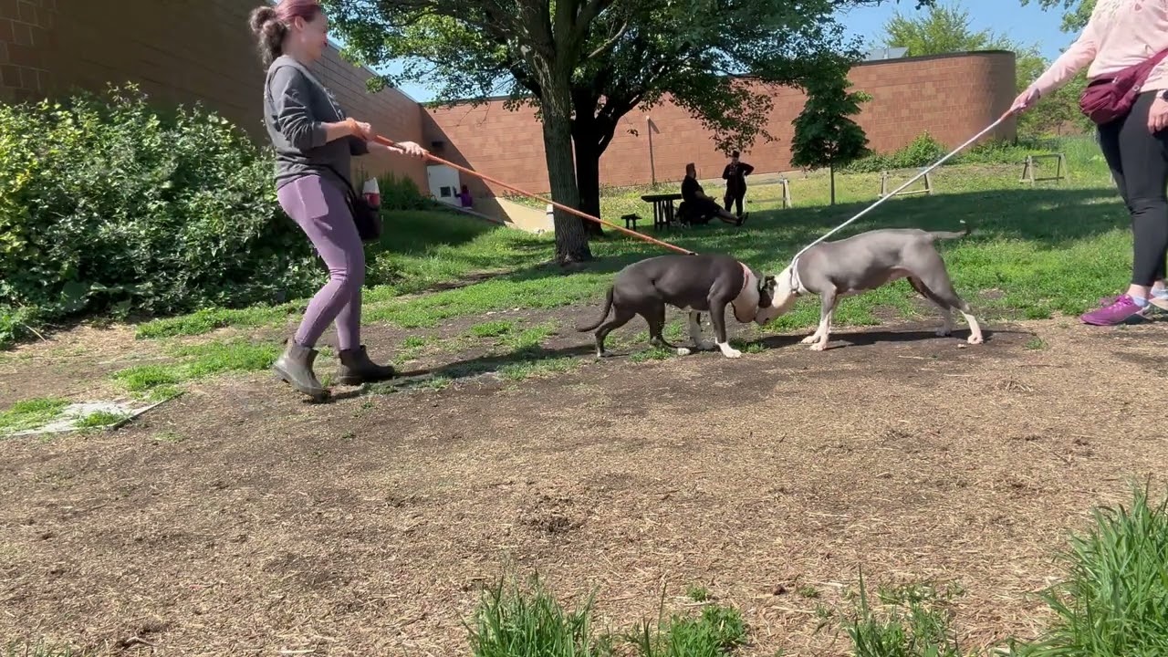 Velour's Leash Test 2
