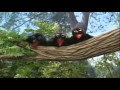 Sesame Street S Counting Crows Count It 1 2 3