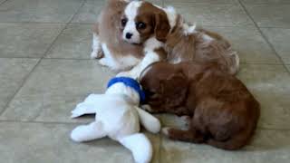 Cavalier King Charles Spaniel Puppies For Sale