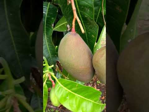 Frutos partenocárpicos de mangueira Palmer