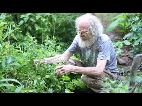 Scutellaria Lateriflora extract