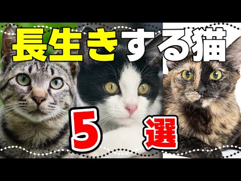 猫は何年生きますか?
