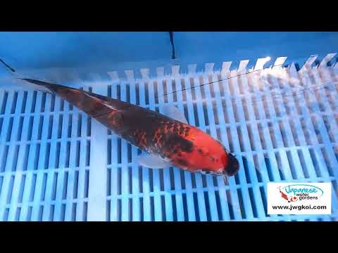 E329 Goshki 10to12in £170