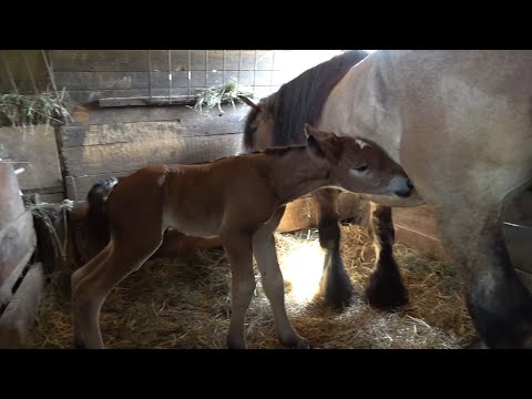 Iapa lui Bogdan de la Ruseni, Satu Mare - 2023 Nou!!!