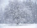 Winter Waltz by David Metzger 