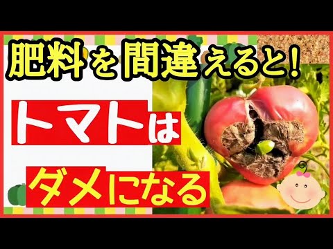 トマト肥料: これらの肥料は豊作を保証します。 植物