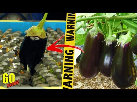 60 SECONDS Experiment - SHREDDING VS Eggplant | CRASH TEST