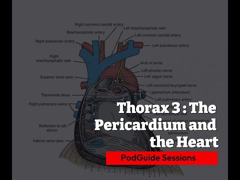 Thorax 3: The Pericardial Cavity and the Heart