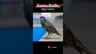 Download lagu Common Starling Bird Call#birds #birdfacts #birdsounds #starlingbird mp3