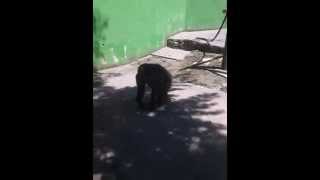 preview picture of video 'Chimpancés en Zoo de Santillana del Mar Parte 1'
