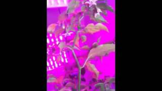 LED Grow Lights