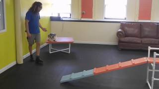 Aggressive Dog Resource Guarding Rehab