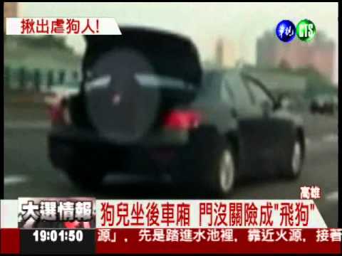 狗放後車廂 國道狂飆險甩飛