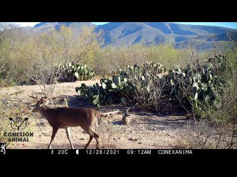 Fototrampeo | Fauna Nuevo Leon | Mofeta moteada | Coyotes | Venado Cola Blanca | Zorro Gris | Pecari