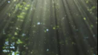 Forest Sunlight Video Background