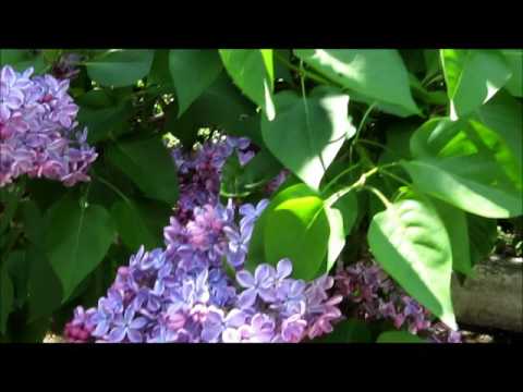 Праздник "Солнечногорская сирень - 2011"