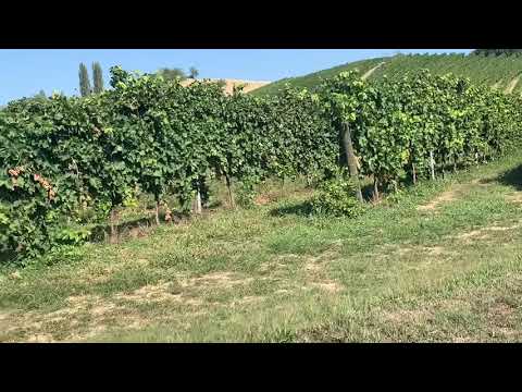 Day 9 part 2 Filodivino winery hotel Spa  San Marcello  Marche  Tour of Italy with Chef Marcello