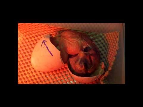 Hawk Hatching.wmv