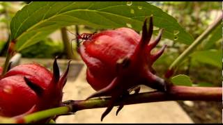 Hadith-Riwayat Bukhari Dan Muslim